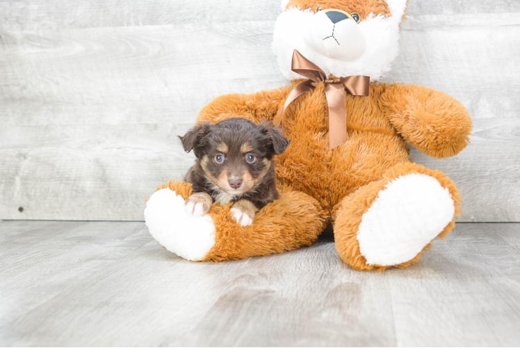 Hypoallergenic Aussiepoo Poodle Mix Puppy