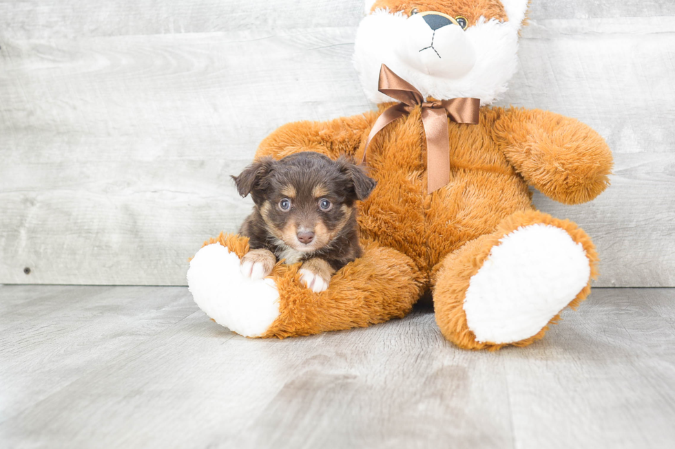 Hypoallergenic Aussiepoo Poodle Mix Puppy