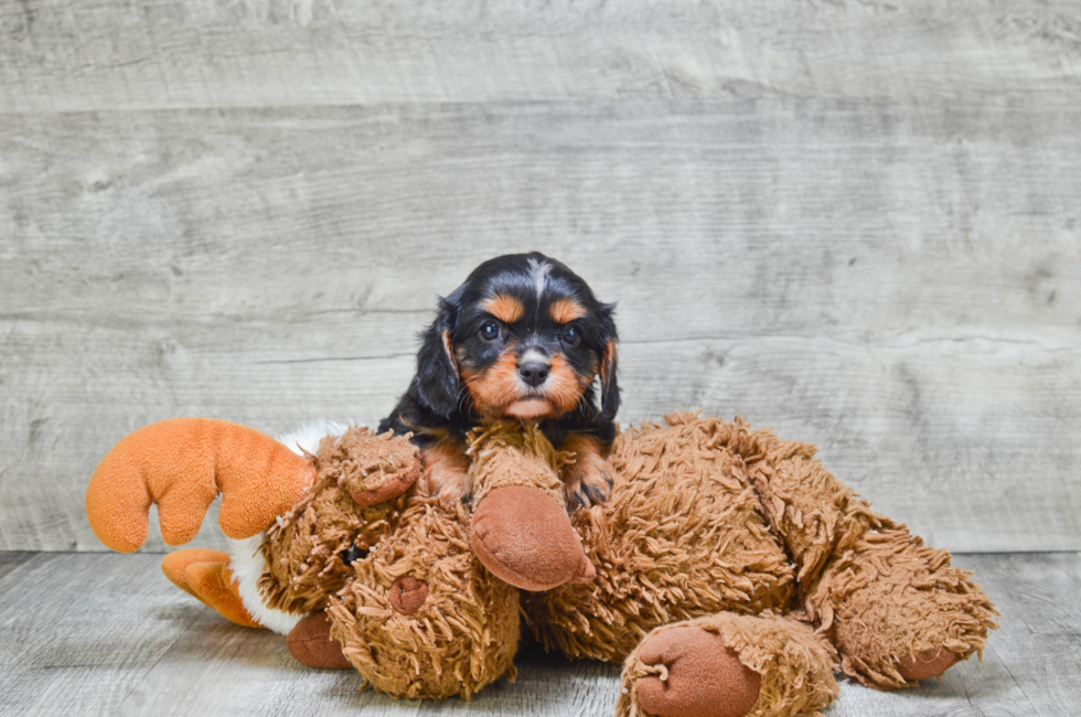 Friendly Cavalier King Charles Spaniel Baby