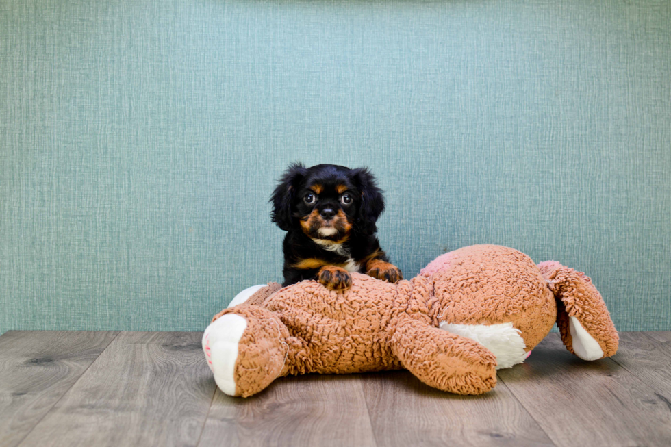 Cavalier King Charles Spaniel Puppy for Adoption