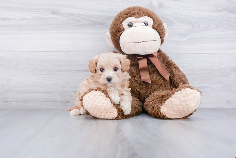 Happy Maltipoo Baby