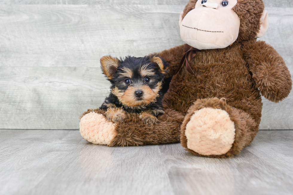 Meet Ralph - our Yorkshire Terrier Puppy Photo 