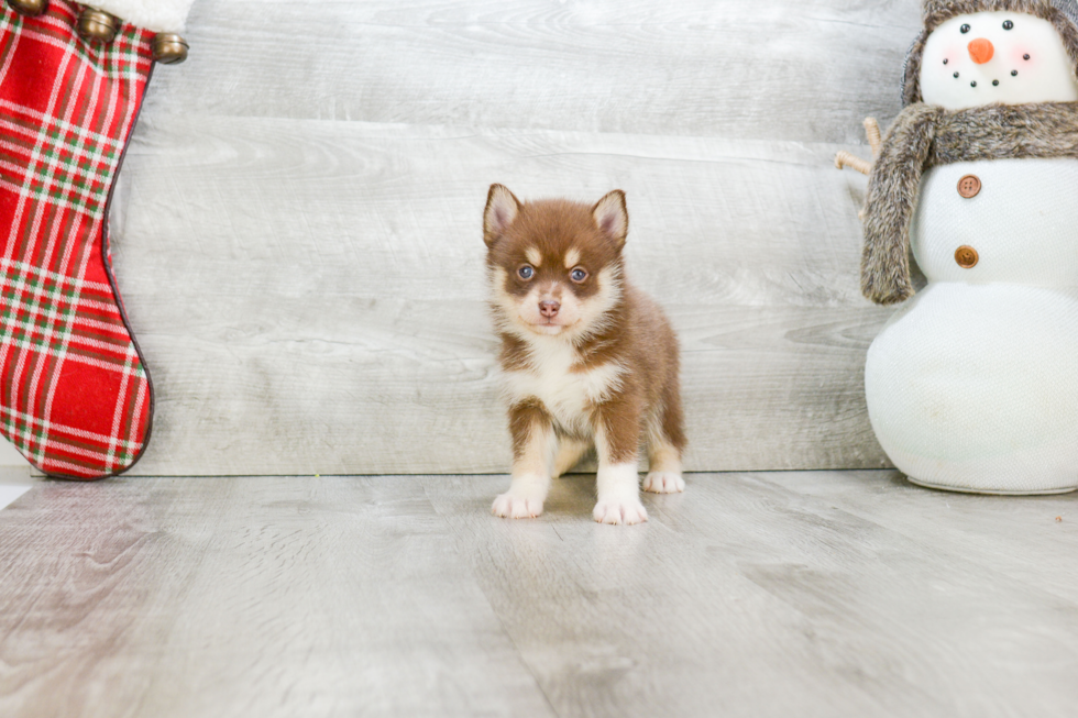 Energetic Mini Husky Designer Puppy