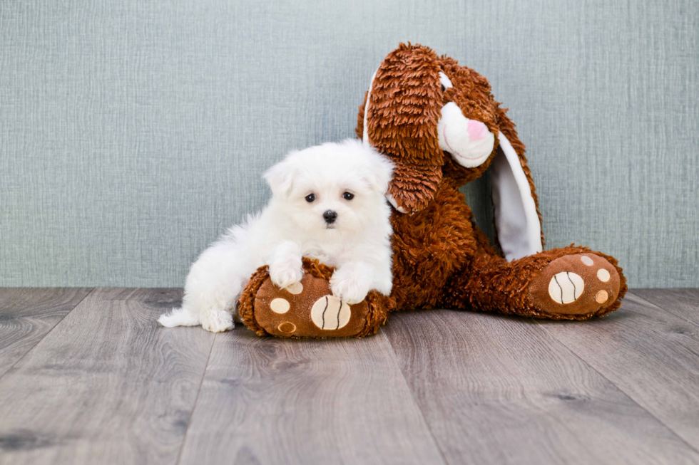 Maltese Pup Being Cute