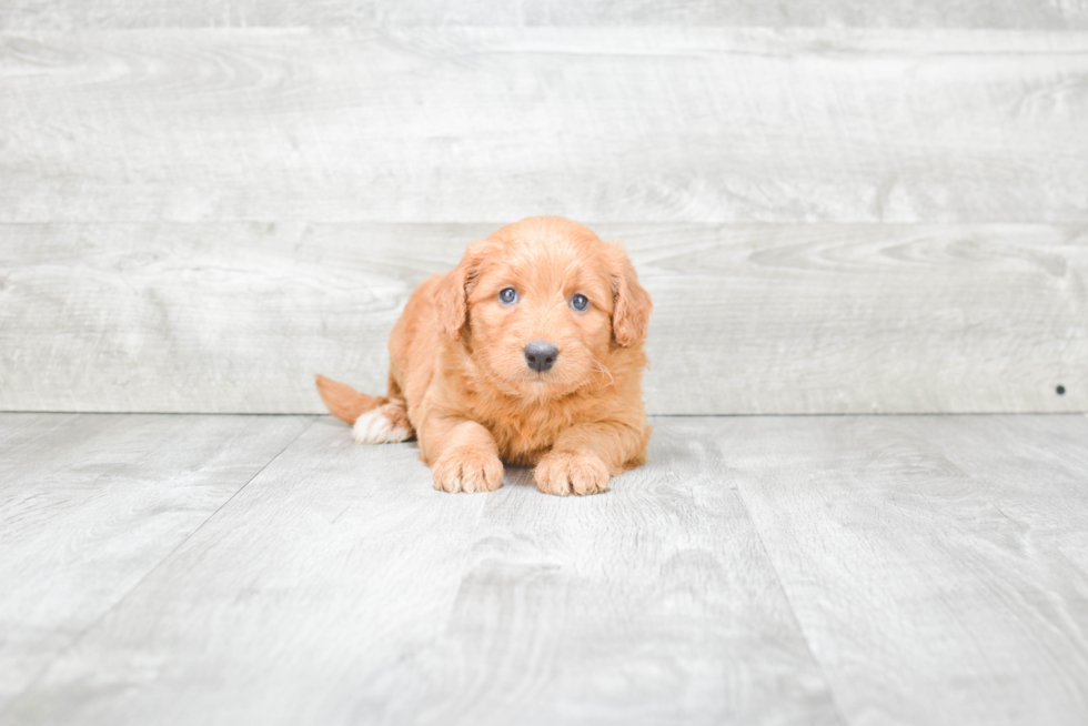 Best Mini Goldendoodle Baby