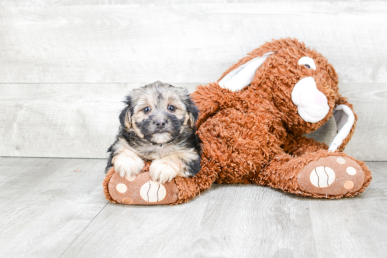 Little Yorkie Designer Puppy