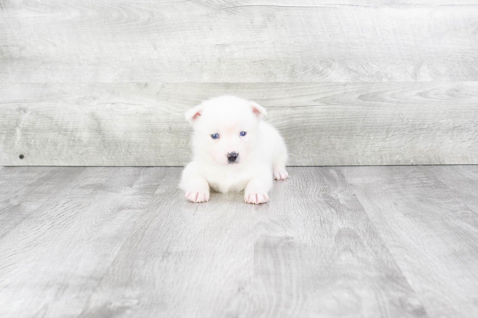 Energetic Mini Husky Designer Puppy