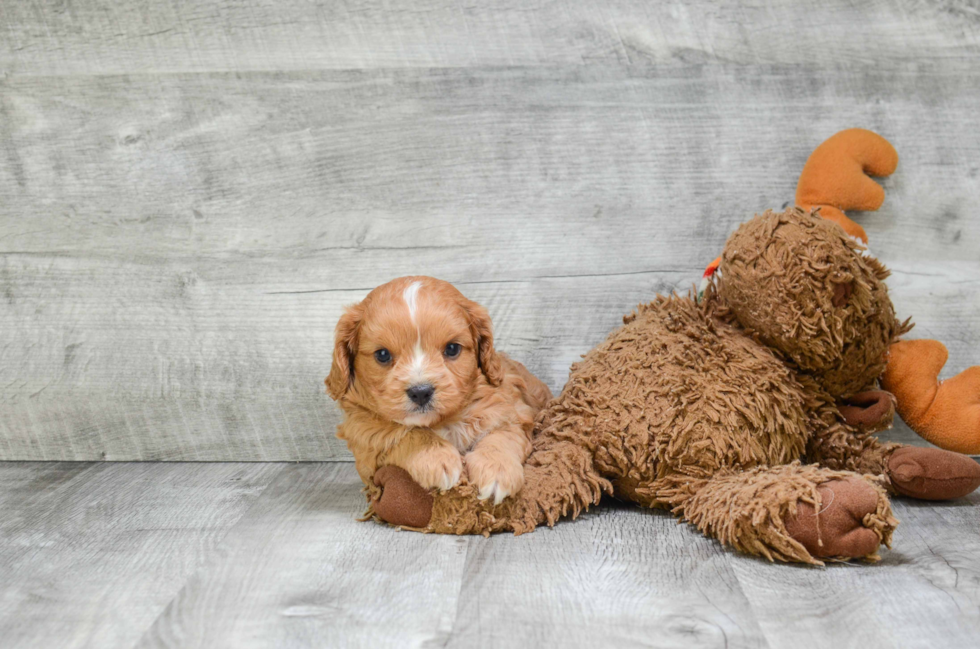 Best Cavapoo Baby