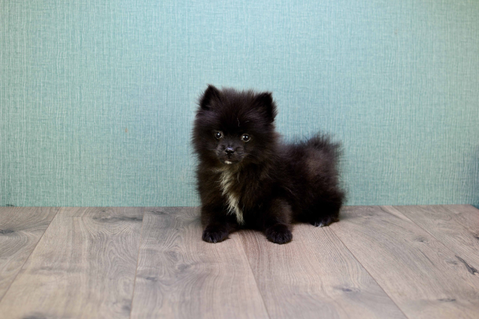 Best Pomeranian Baby