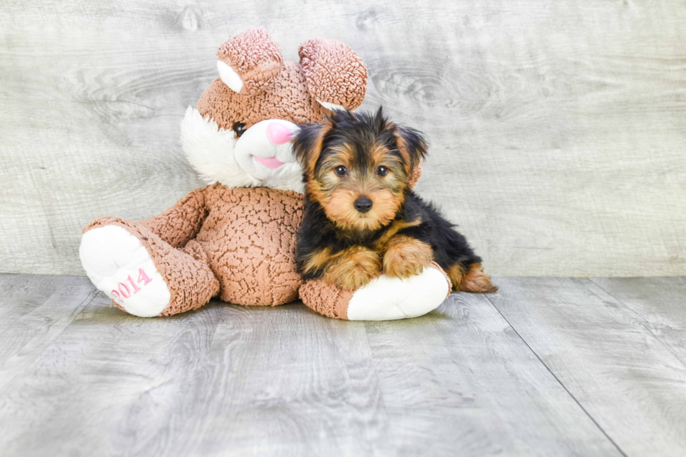 Meet Stevo - our Yorkshire Terrier Puppy Photo 