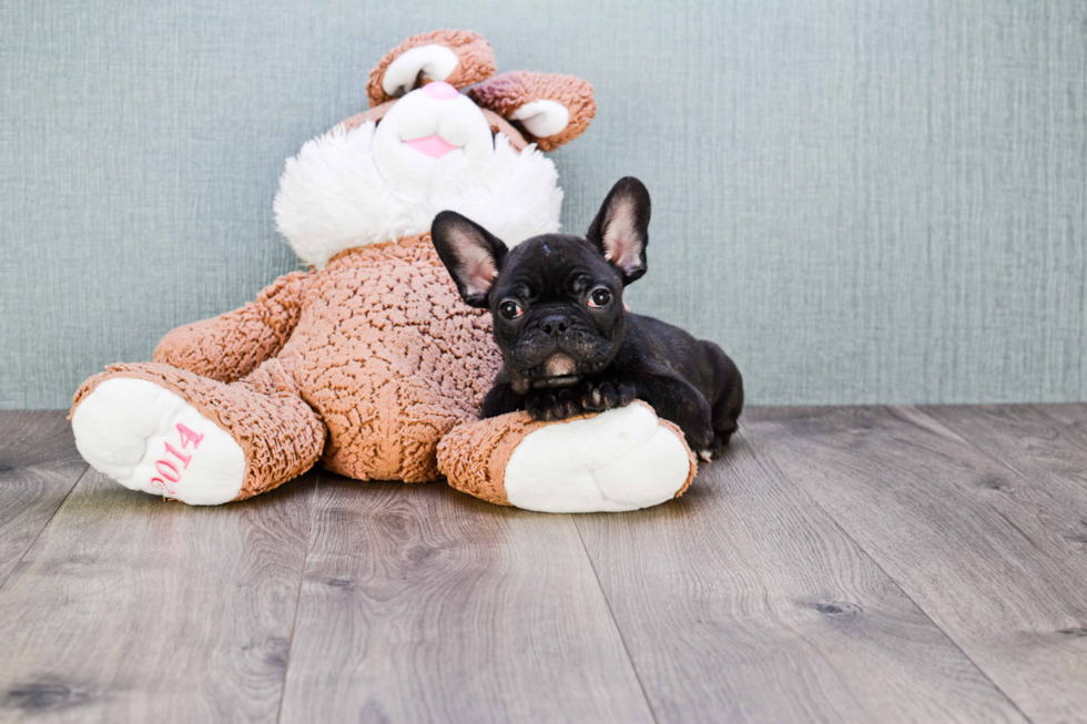 French Bulldog Pup Being Cute