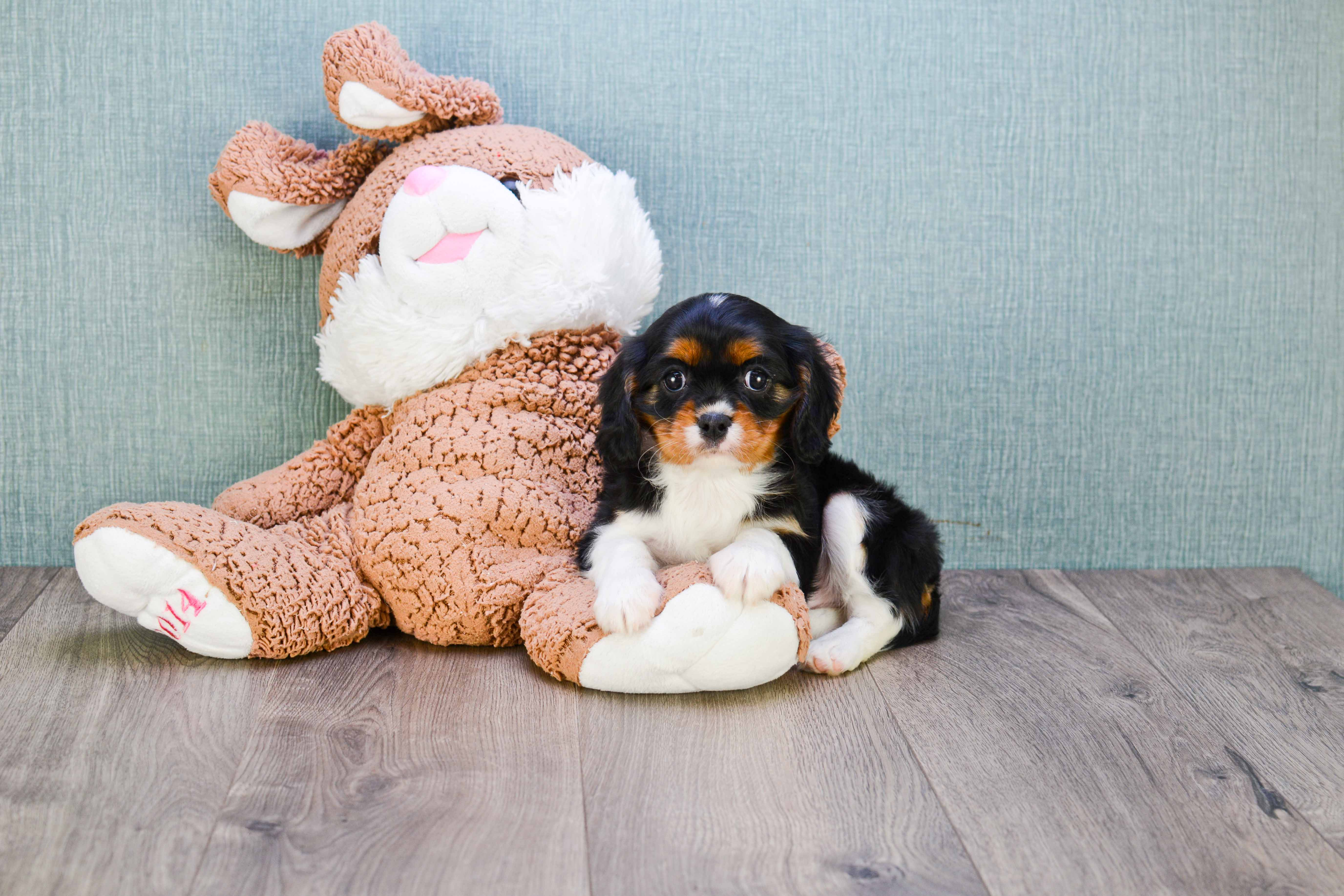 Smart Cavalier King Charles Spaniel Purebred Puppy