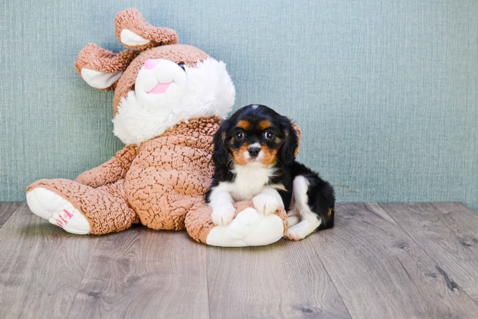 Smart Cavalier King Charles Spaniel Purebred Puppy