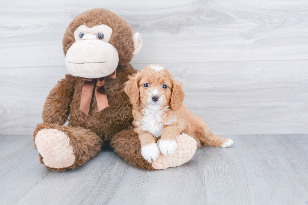 Cavapoo Puppy for Adoption