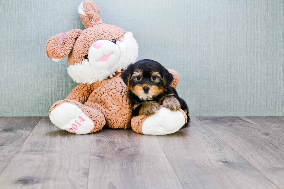 Best Morkie Baby