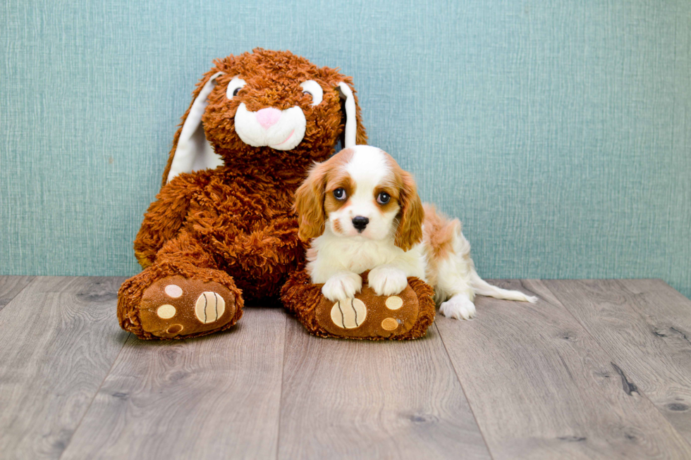 Cavalier King Charles Spaniel Puppy for Adoption