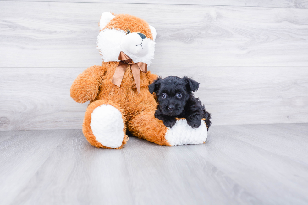 Adorable Yorkie Doodle Poodle Mix Puppy