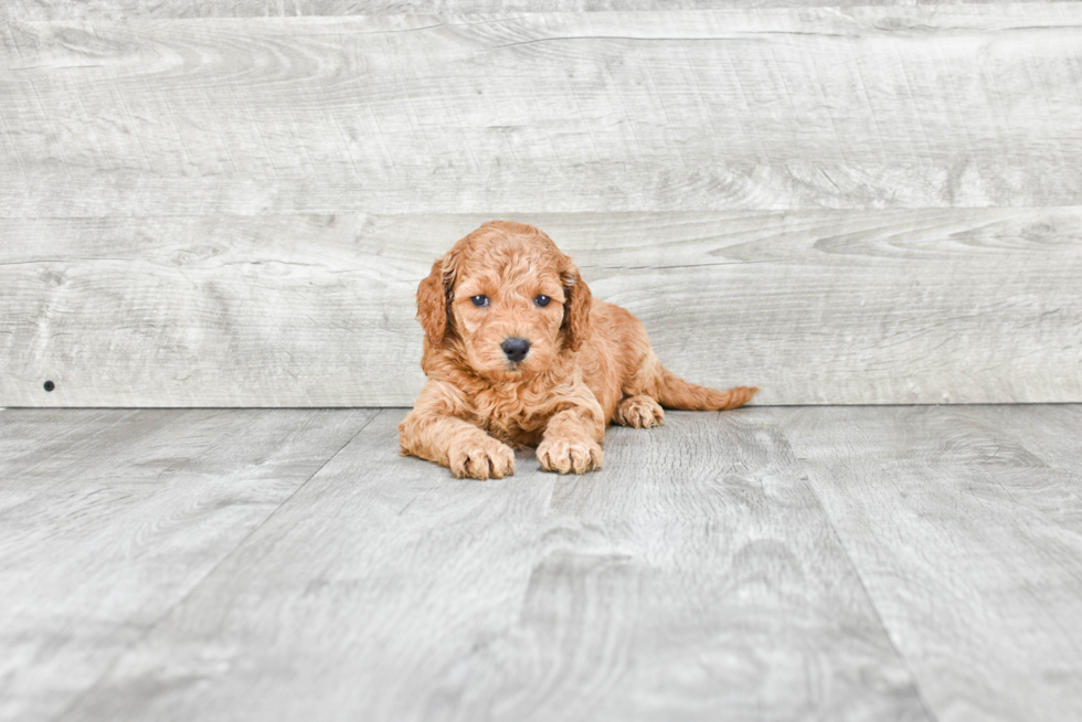 Cute Mini Goldendoodle Baby