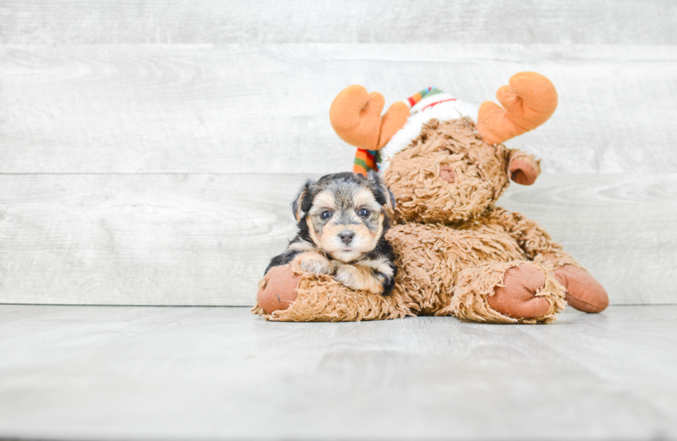 Morkie Pup Being Cute