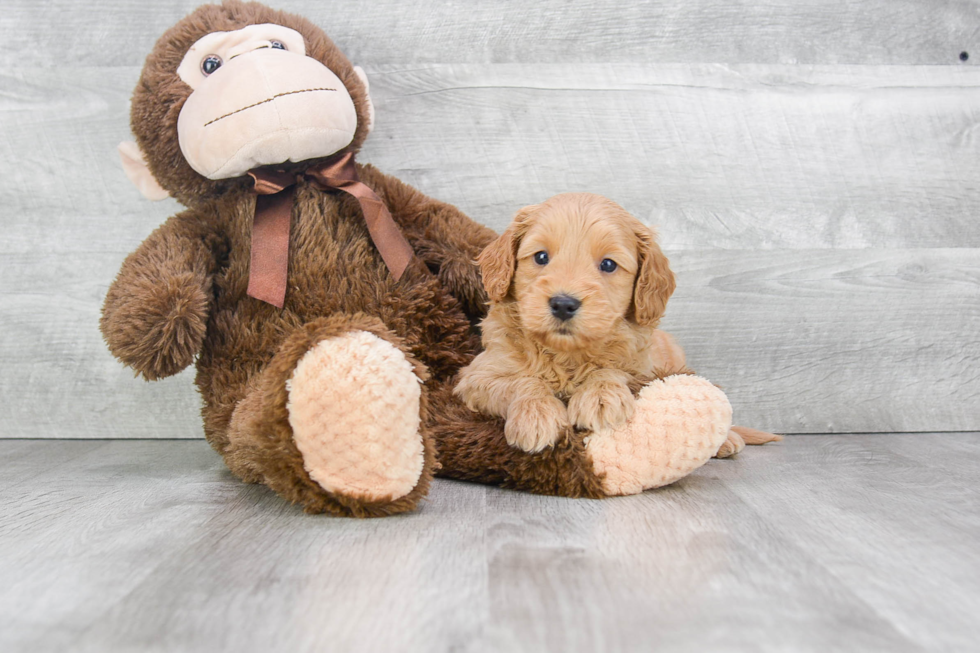 Mini Goldendoodle Pup Being Cute