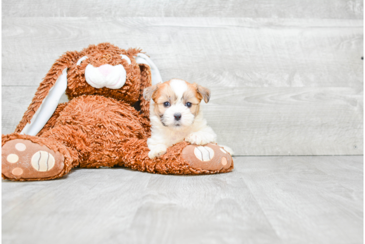 Teddy Bear Pup Being Cute