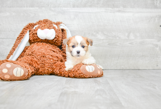 Teddy Bear Pup Being Cute