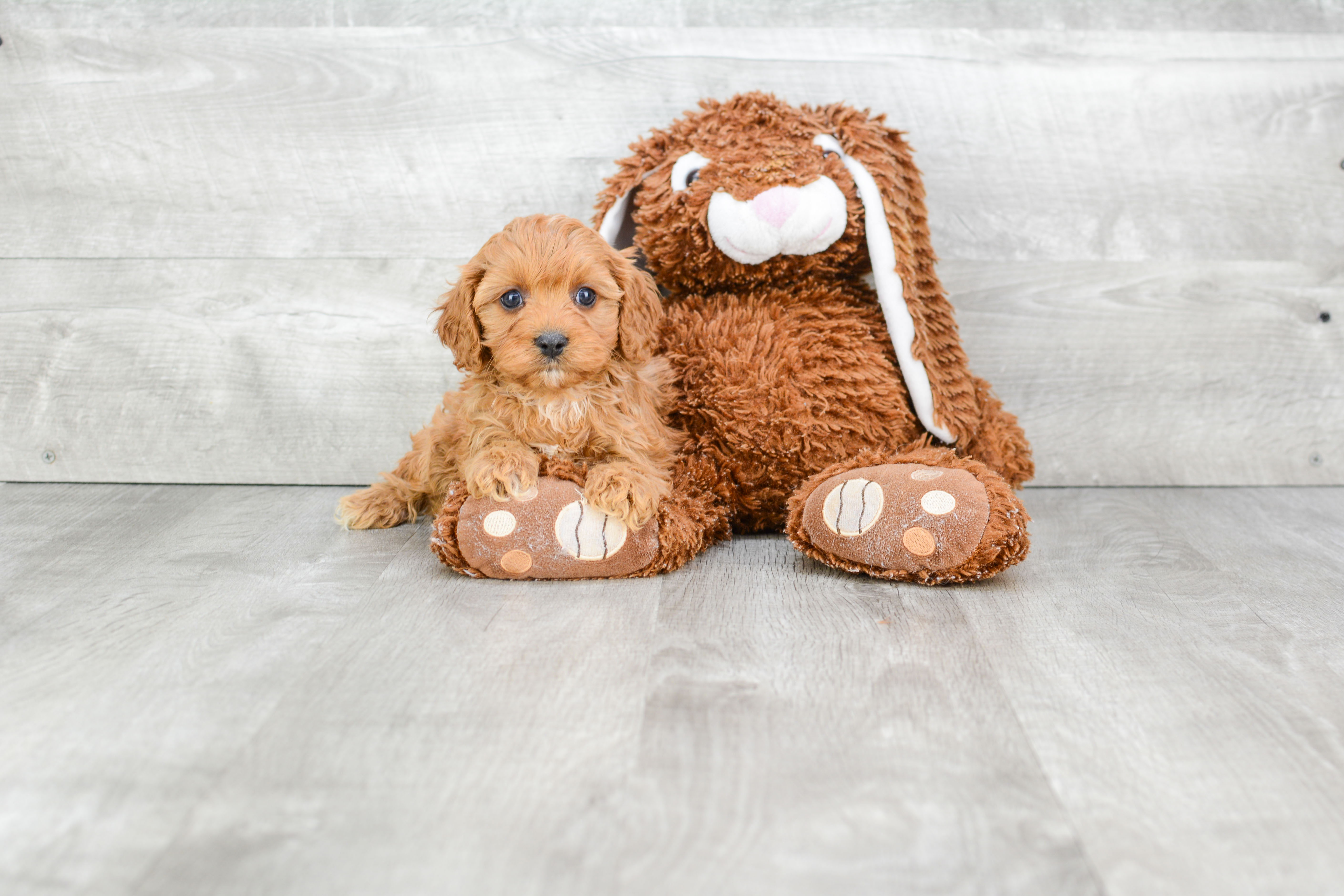 Fluffy Cavapoo Poodle Mix Pup