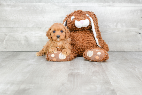 Fluffy Cavapoo Poodle Mix Pup