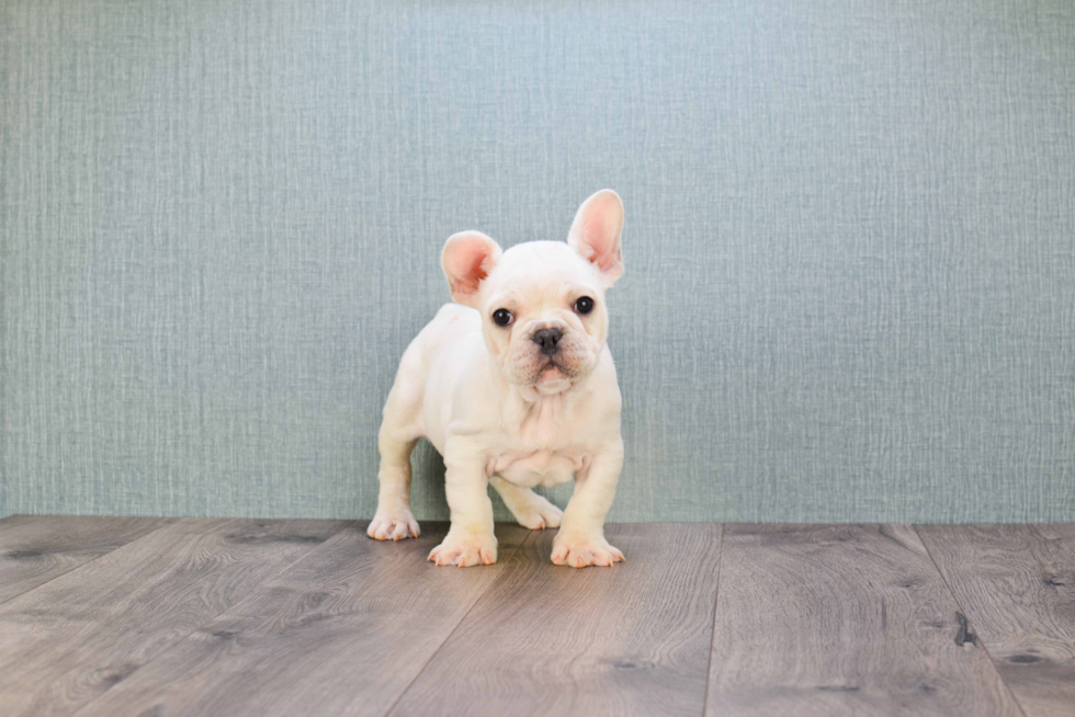 Small French Bulldog Baby