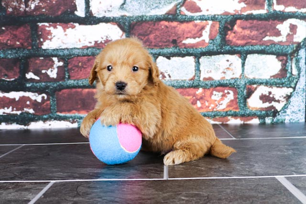 Mini Goldendoodle Pup Being Cute