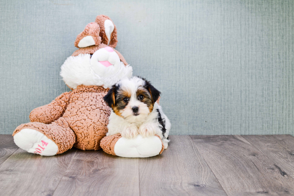 Meet Beyonce - our Yorkshire Terrier Puppy Photo 