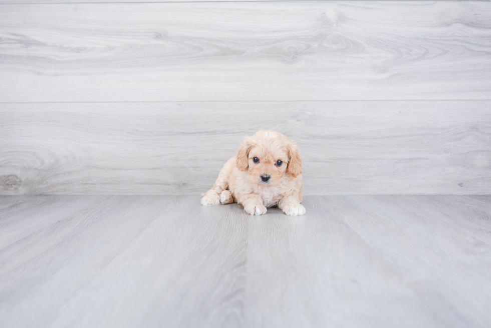Cavapoo Puppy for Adoption