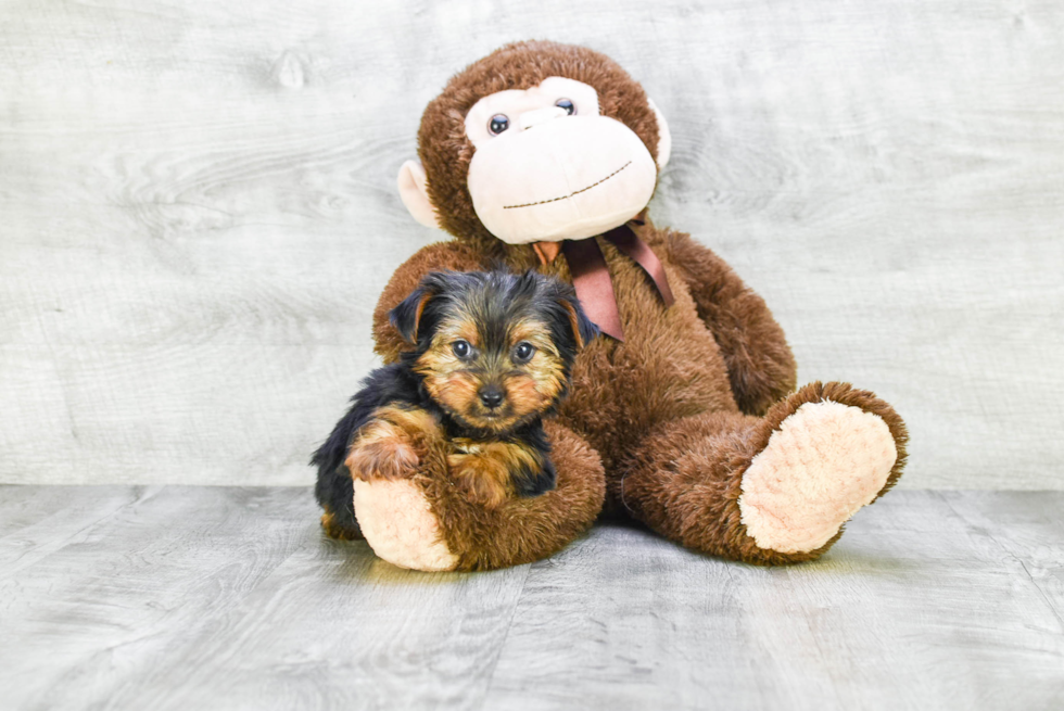 Meet Diddy - our Yorkshire Terrier Puppy Photo 