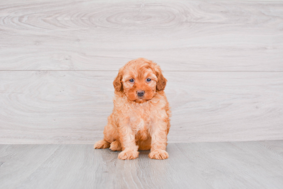 Cute Mini Goldendoodle Baby