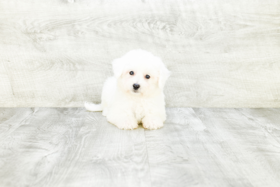 Best Bichon Frise Baby