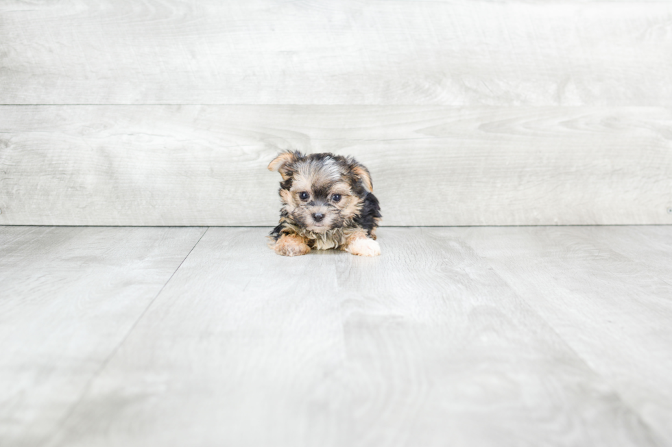 Morkie Pup Being Cute