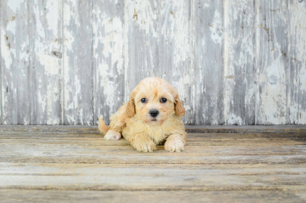 Energetic Cavoodle Poodle Mix Puppy