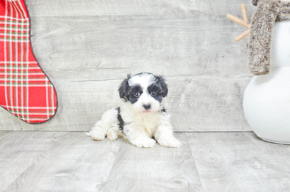 Havanese Pup Being Cute