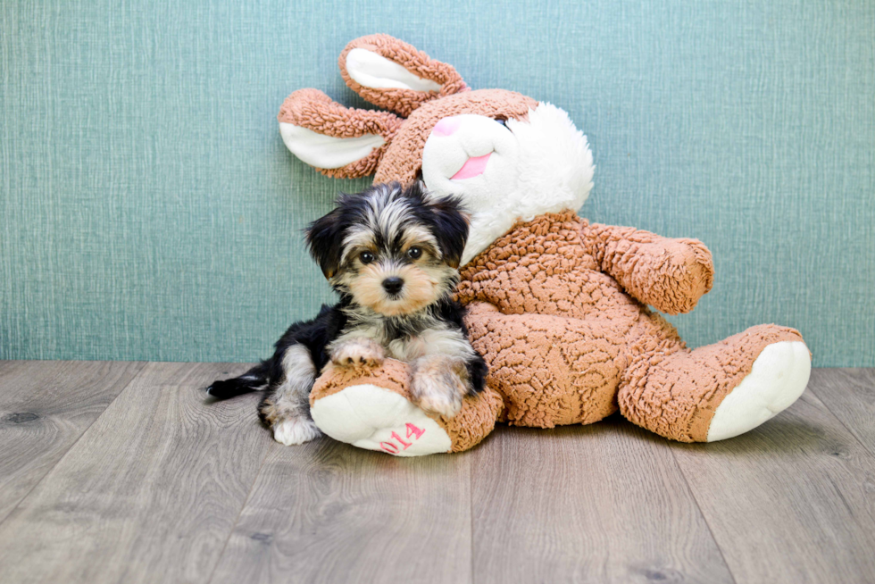 Best Morkie Baby