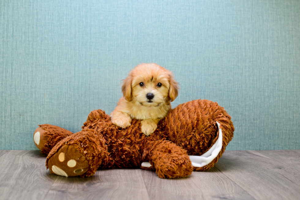 Happy Morkie Baby