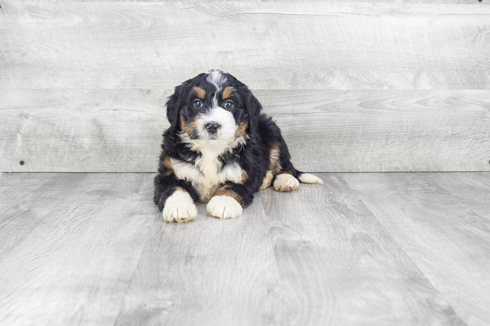 Mini Bernedoodle Puppy for Adoption