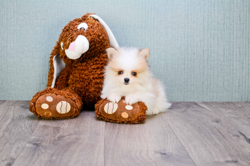 Adorable Pomeranian Purebred Puppy