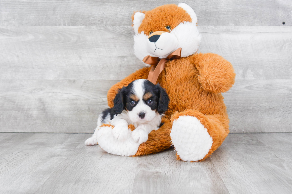 Best Cavalier King Charles Spaniel Baby