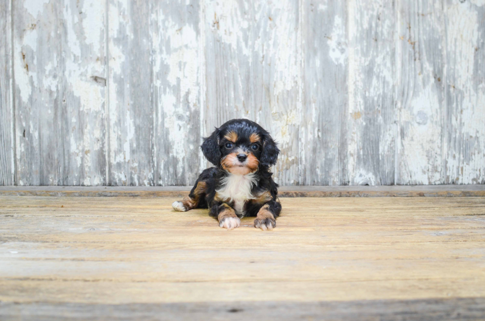 Cavapoo Puppy for Adoption