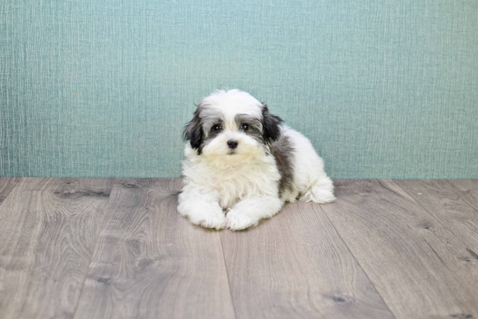 Havanese Pup Being Cute