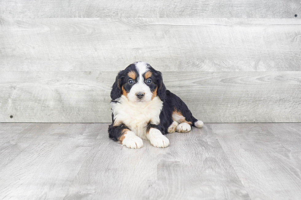 Mini Bernedoodle Puppy for Adoption