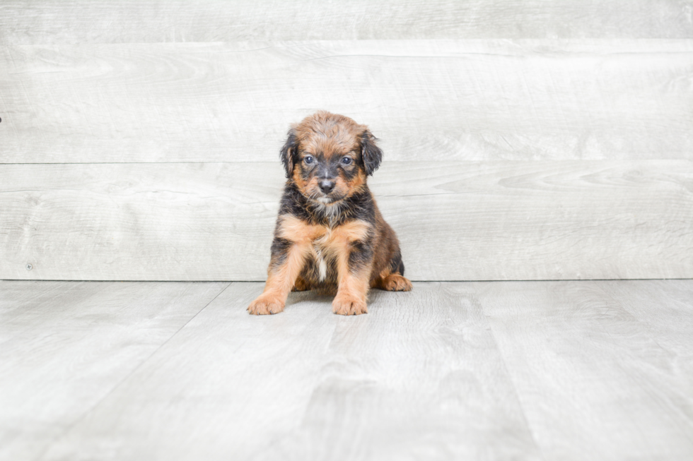 Fluffy Mini Bernedoodle Poodle Mix Pup