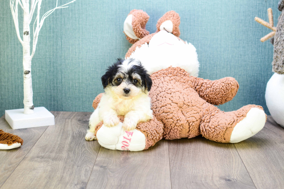 Friendly Morkie Baby