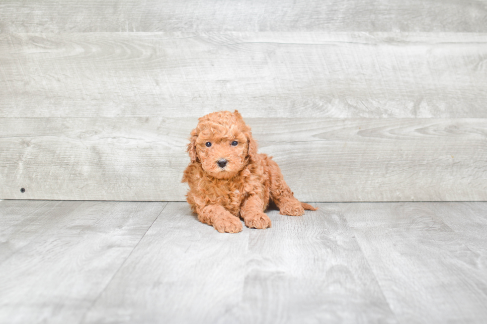 Mini Goldendoodle Puppy for Adoption