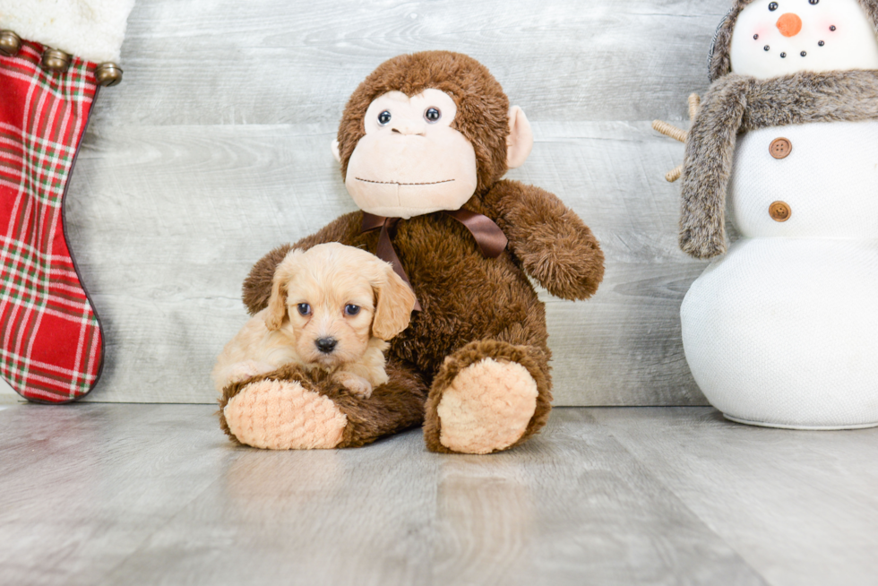 Cavachon Puppy for Adoption